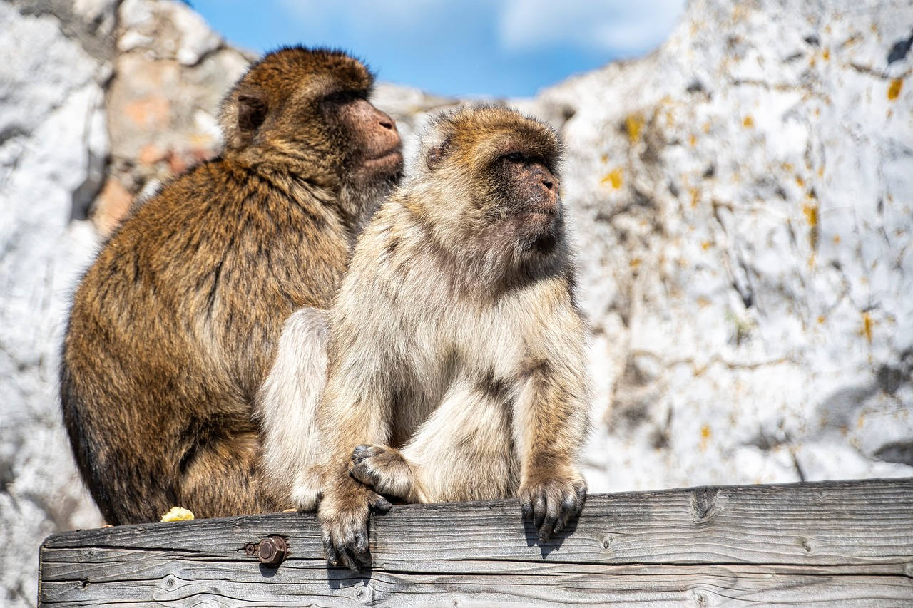 Gibraltar Platinum Tour - Guided Tour by Victory Tours