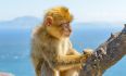 Gibraltar Tour Booking - Panoramic Tour
