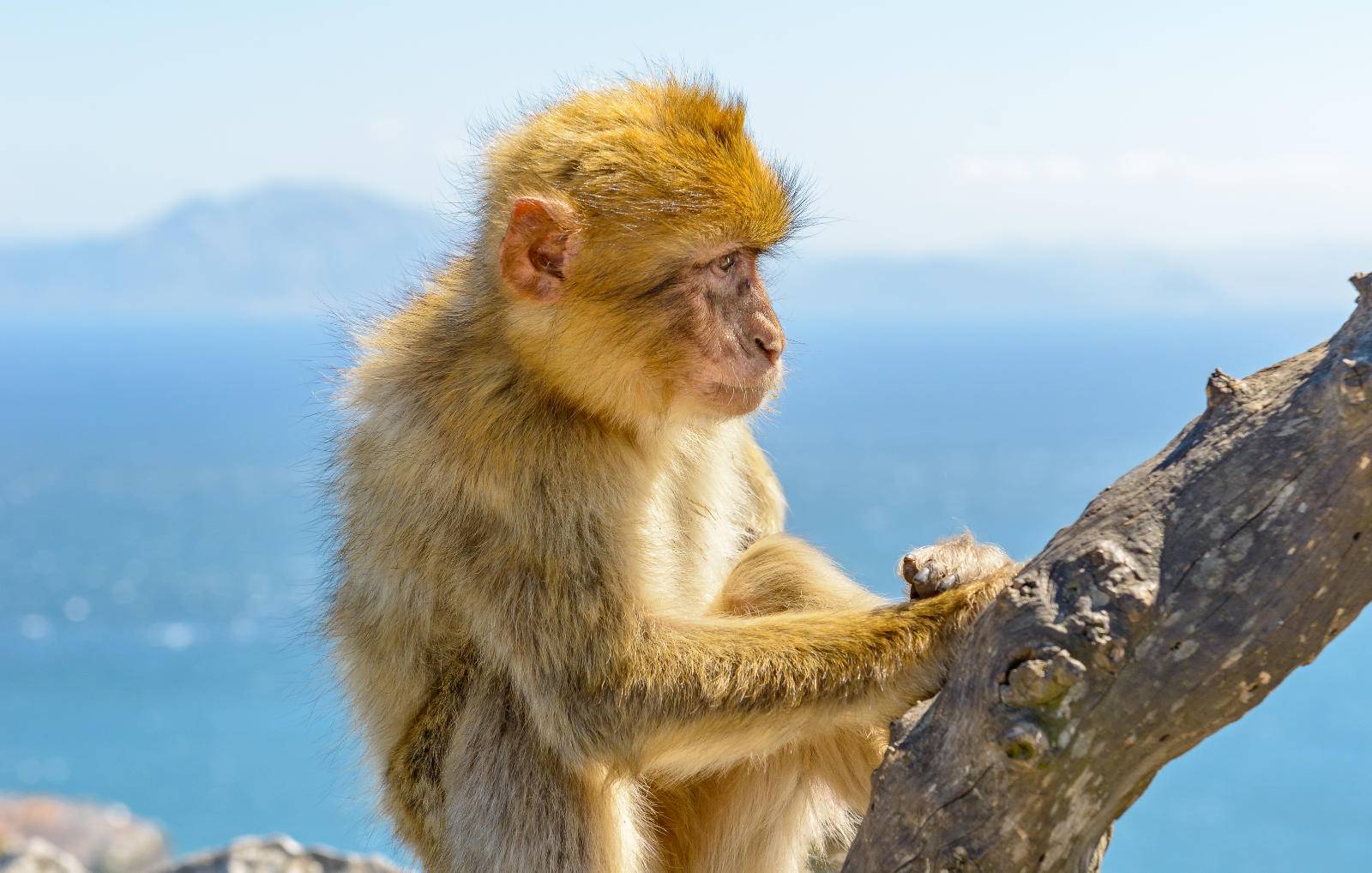 Gibraltar Tour Booking - Gibraltar Skywalk & Windsor Bridge