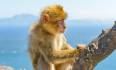 Gibraltar Tour Booking - Panoramic Tour